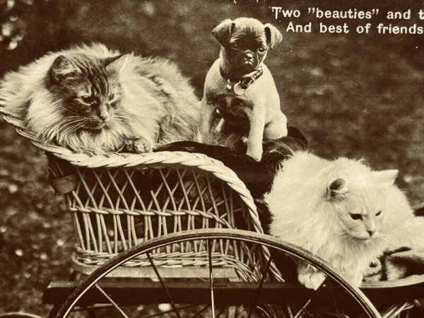 画像2: Postcard　アンティークポストカード　パグ犬と長毛の猫　写真　イギリス (2)