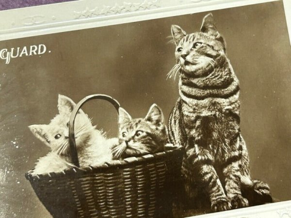 画像2: Postcard アンティークポストカード 猫の親子 写真 (2)