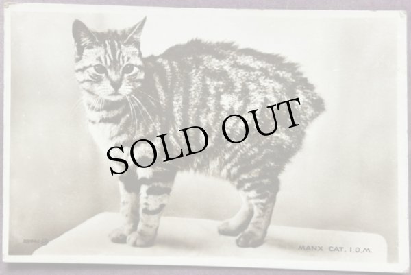 画像1: Postcard　アンティークポストカード　マン島の猫　Manx Cat　写真　イギリス (1)