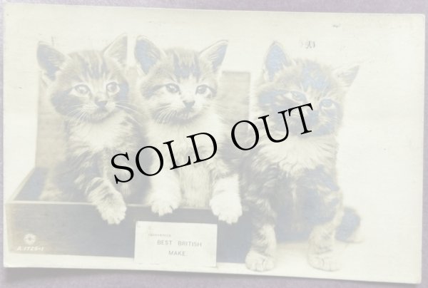 画像1: Postcard アンティークポストカード 3匹の長毛の子猫 写真  (1)