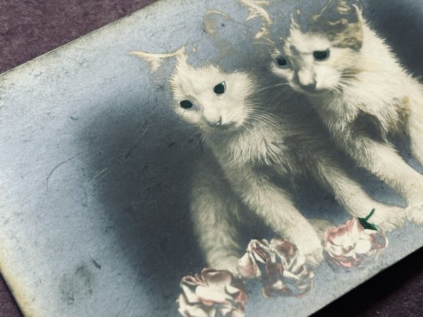 画像2: Postcard　アンティークポストカード　2匹の子猫　イギリス　写真 (2)