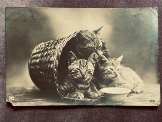 ▽▽SALE ￥500▽▽ - Snowdrop Postcards アンティークカード専門店