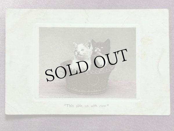 画像1: Postcard　アンティークポストカード　2匹の子猫　写真　イギリス (1)