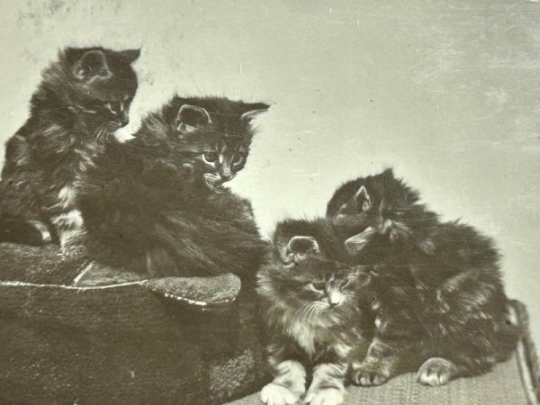 画像2: Postcard アンティークポストカード 猫 写真 イギリス1909年 (2)