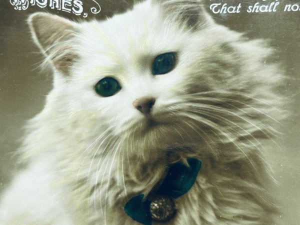 画像2: Postcard　アンティークポストカード　青い瞳の長毛猫　写真　イギリス (2)