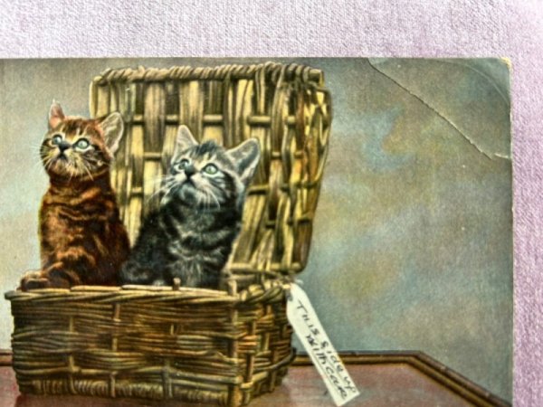 画像2: Postcard アンティークポストカード バスケットの中の子猫 イギリス1907年 (2)