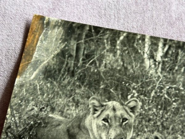 画像2: Postcard  　アンティークポストカード　雌ライオンと子ライオン　ライオネス　 (2)