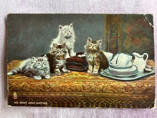 Snowdrop Postcards アンティークポストカード専門店 < Cat Photo >