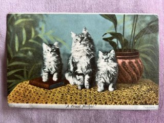 Snowdrop Postcards アンティークポストカード専門店 < Cat Photo >