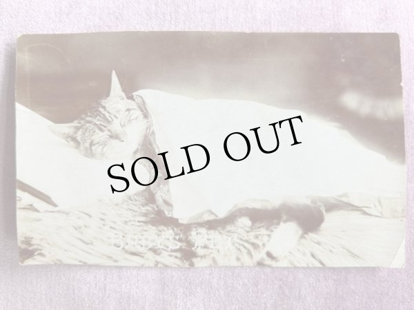 画像1: Postcard アンティークポストカード 寝ている猫 写真 (1)