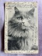 画像1: Postcard　アンティークポストカード　猫　イギリス1904年 (1)