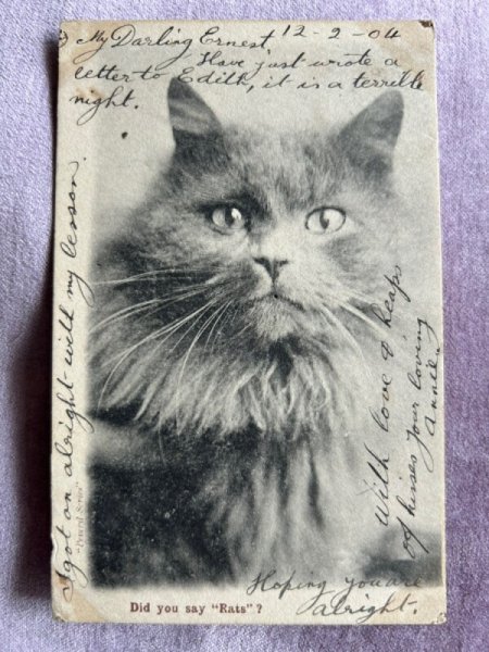 画像1: Postcard　アンティークポストカード　猫　イギリス1904年 (1)