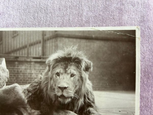 画像3: Postcard   アンティークポストカード ライオン 動物園 イギリス1907年 写真 (3)