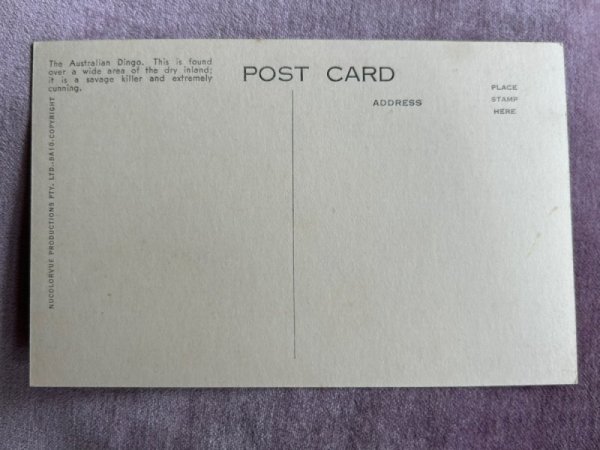 画像2: Postcard  　ビンテージポストカード　オーストラリアの野犬　ディンゴ　 (2)
