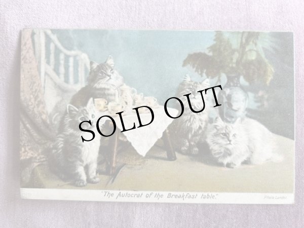 画像1: Postcard　アンティークポストカード　ティーカップと猫たち　（未使用） (1)