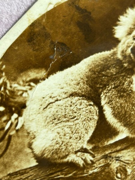 画像2: Postcard  　アンティークポストカード　　コアラ　オーストラリア　写真　1920年 (2)