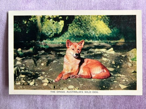 画像1: Postcard  　ビンテージポストカード　オーストラリアの野犬　ディンゴ　 (1)