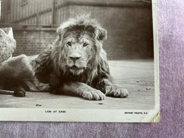 画像2: Postcard   アンティークポストカード ライオン 動物園 イギリス1907年 写真 (2)