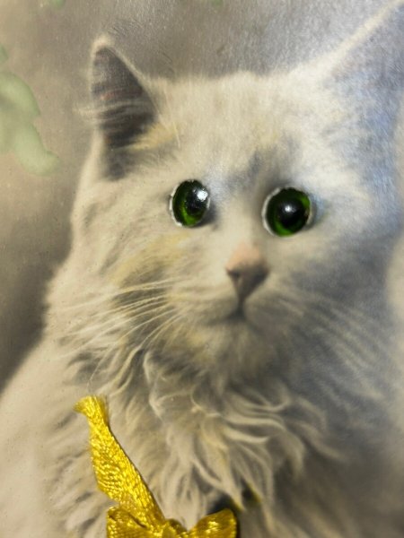 画像3: Postcard　アンティークポストカード　緑色の瞳の猫　ガラス　グラスアイ　（未使用） (3)