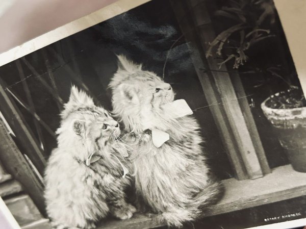 画像2: Postcard　アンティークポストカード　窓辺の猫 (2)