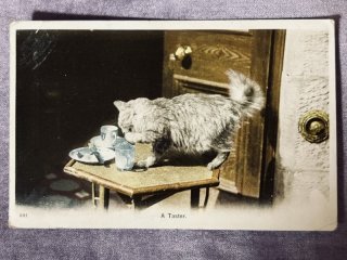 Snowdrop Postcards アンティークポストカード専門店 < Cat Photo >
