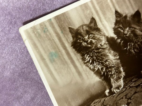 画像2: Postcard　アンティークポストカード　2匹の猫　写真 (2)