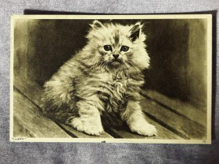 Snowdrop Postcards アンティークポストカード専門店 < Cat Photo >