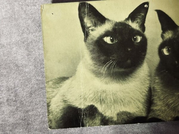 画像2: Postcard アンティークポストカード シャム猫  (2)
