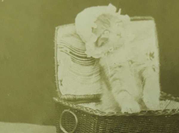 画像2: Postcard アンティークポストカード バスケットの中の子猫 帽子 写真 イギリス1906年 (2)