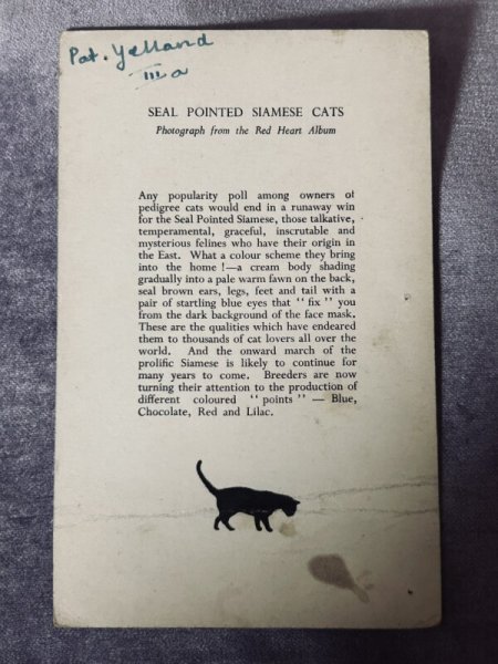 画像3: Postcard アンティークポストカード シャム猫  (3)
