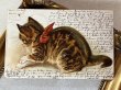 画像2: Postcard　アンティークポストカード 　キジトラの猫　Dorothy Travers Pope　ドイツ1902年 (2)