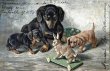 画像1: Postcard　アンティークポストカード　ダックスフンド犬の家族とウサギのプルトイ　フランス1904年 (1)