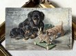画像2: Postcard　アンティークポストカード　ダックスフンド犬の家族とウサギのプルトイ　フランス1904年 (2)
