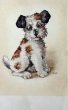 画像1: Postcard　アンティークポストカード　鼻先の蜂　テリア犬　ワイヤーフォックステリア　フランス (1)