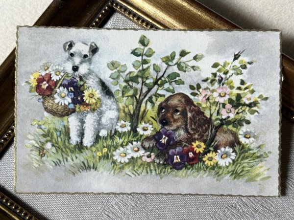 画像2: Postcard　アンティークポストカード　お花と犬たち　ワイヤーフォックステリア　コッカースパニエル　ベルギー (2)