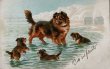 画像1: Postcard　アンティークポストカード　海遊びをする犬の親子たち　コリー犬　ホワイトクリフ　ドーバー　セブンシスターズ　フランス1904年 Helena Maguire (1)