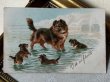 画像2: Postcard　アンティークポストカード　海遊びをする犬の親子たち　コリー犬　ホワイトクリフ　ドーバー　セブンシスターズ　フランス1904年 Helena Maguire (2)