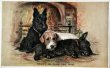 画像1: Postcard　アンティークポストカード　暖炉の前の犬たち　スコティッシュテリア　イギリス　（未使用） (1)