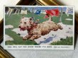 画像2: Postcard　アンティークポストカード　洗濯物で遊ぶウエスティ犬　ウエスト・ハイランド・ホワイト・テリア　　Florence E Valter　イギリス　 (未使用) (2)