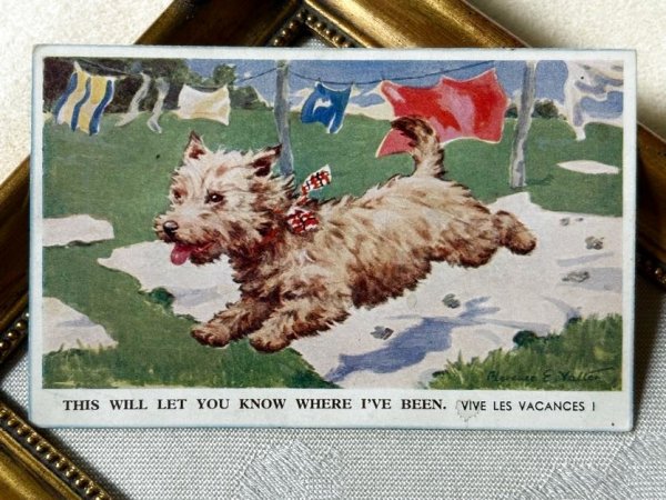 画像2: Postcard　アンティークポストカード　洗濯物で遊ぶウエスティ犬　ウエスト・ハイランド・ホワイト・テリア　　Florence E Valter　イギリス　 (未使用) (2)
