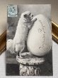 画像2: Postcard　アンティークポストカード 　イースター　大きな卵と犬　フランス1905年 (2)