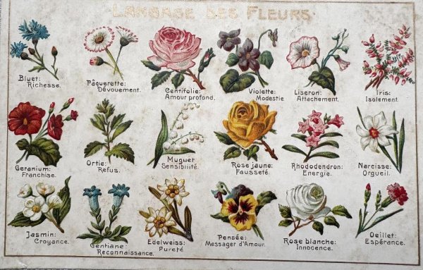 画像1: Postcard　アンティークポストカード　花言葉　フランス (1)