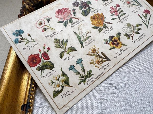 画像3: Postcard　アンティークポストカード　花言葉　フランス (3)