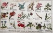 画像1: Postcard　アンティークポストカード　花言葉　フランス　（未使用） (1)