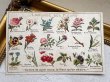 画像2: Postcard　アンティークポストカード　花言葉　フランス　（未使用） (2)