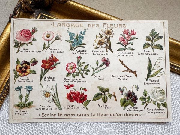 画像2: Postcard　アンティークポストカード　花言葉　フランス　（未使用） (2)