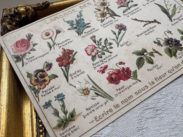 画像3: Postcard　アンティークポストカード　花言葉　フランス　（未使用） (3)