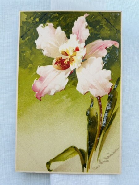 画像1: Postcard　アンティークポストカード　カトレアのお花　Catherine Klein （未使用） (1)