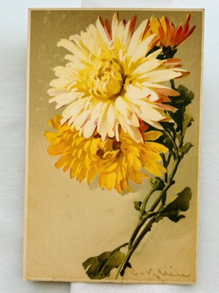 画像1: Postcard　アンティークポストカード　お花　Catherine Klein （未使用） (1)