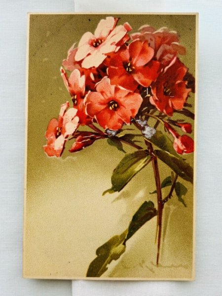 画像1: Postcard　アンティークポストカード　お花　Catherine Klein （未使用） (1)